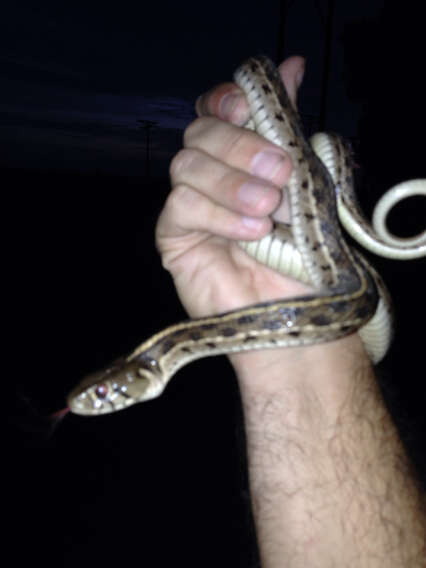 Image of Checkered Garter Snake