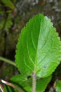 Imagem de Ourisia macrophylla subsp. macrophylla