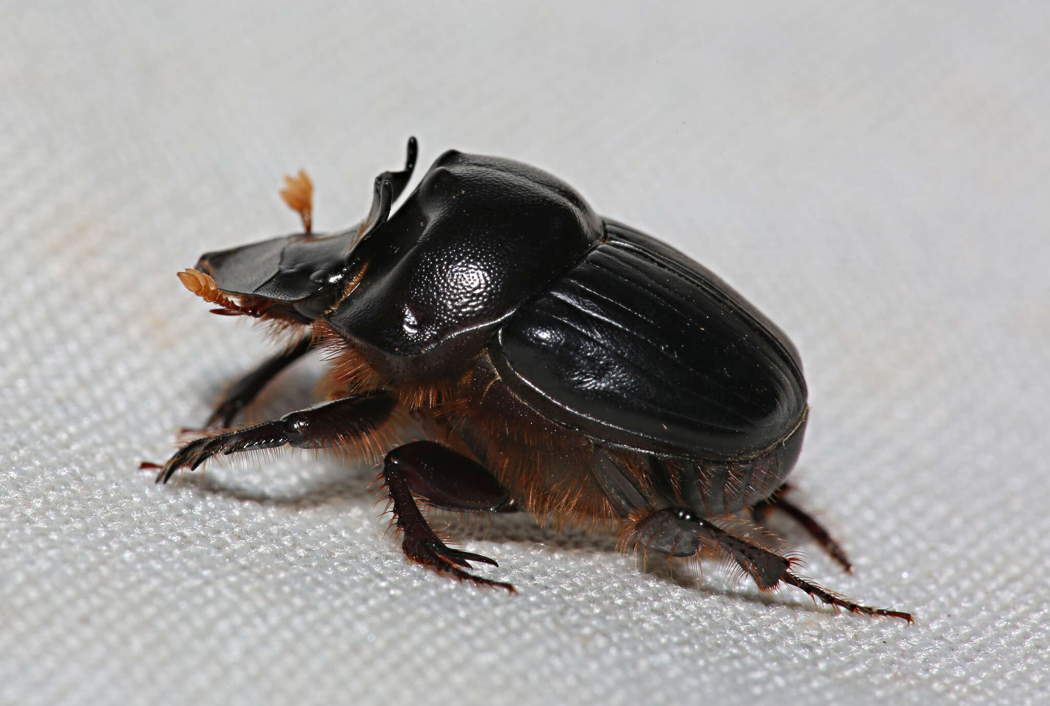 Слика од Onthophagus capella Kirby 1818