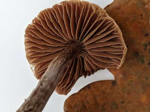 Image of Cortinarius flexipes (Pers.) Fr. 1838