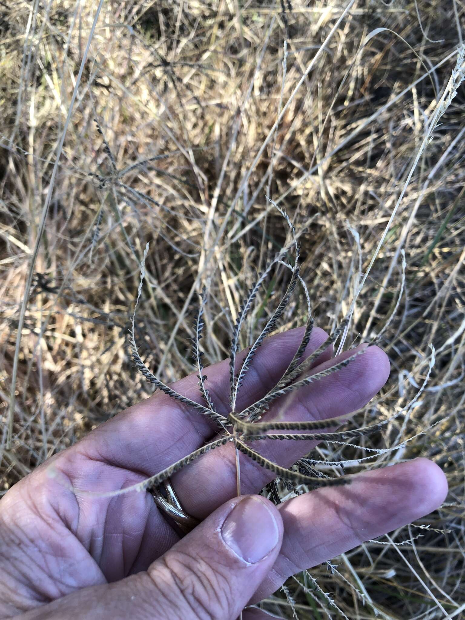 Image of windmill grass