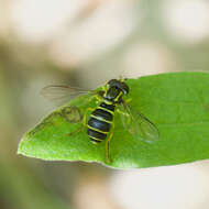 Xanthogramma flavipes (Loew 1863) resmi