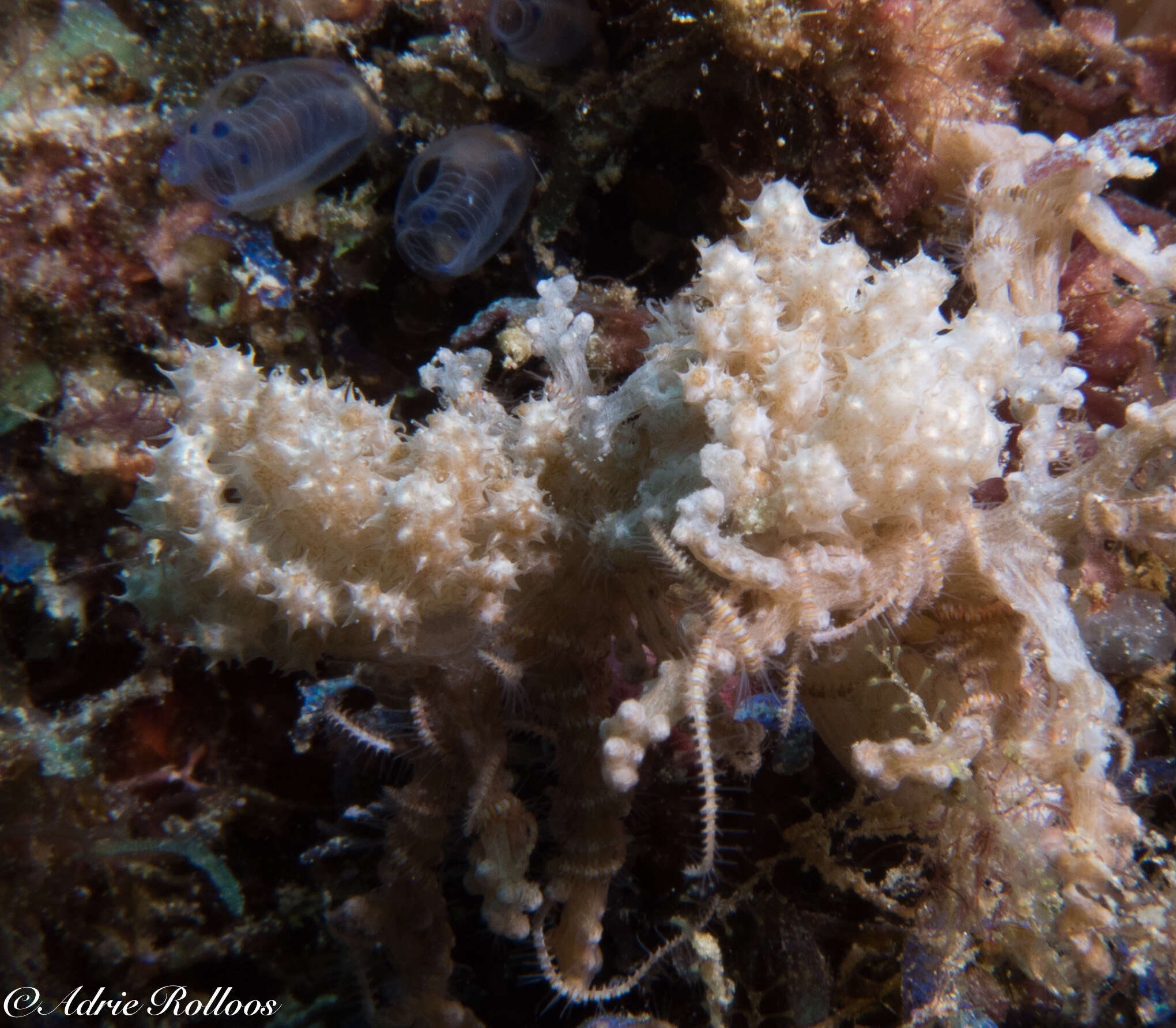 Image of Phyllodesmium koehleri Burghardt, Schrödl & Wägele 2008