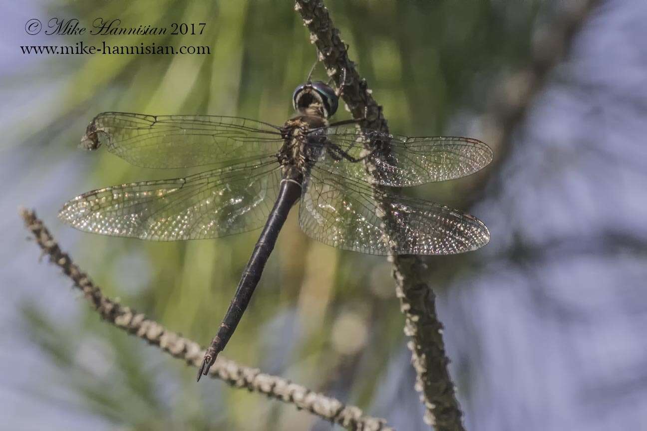 Image of Fine-lined Emerald