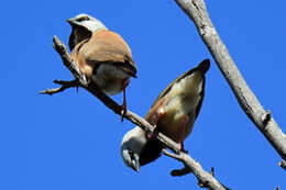 Image of Black-throated Finch