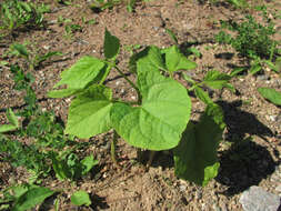 Image of kidney bean