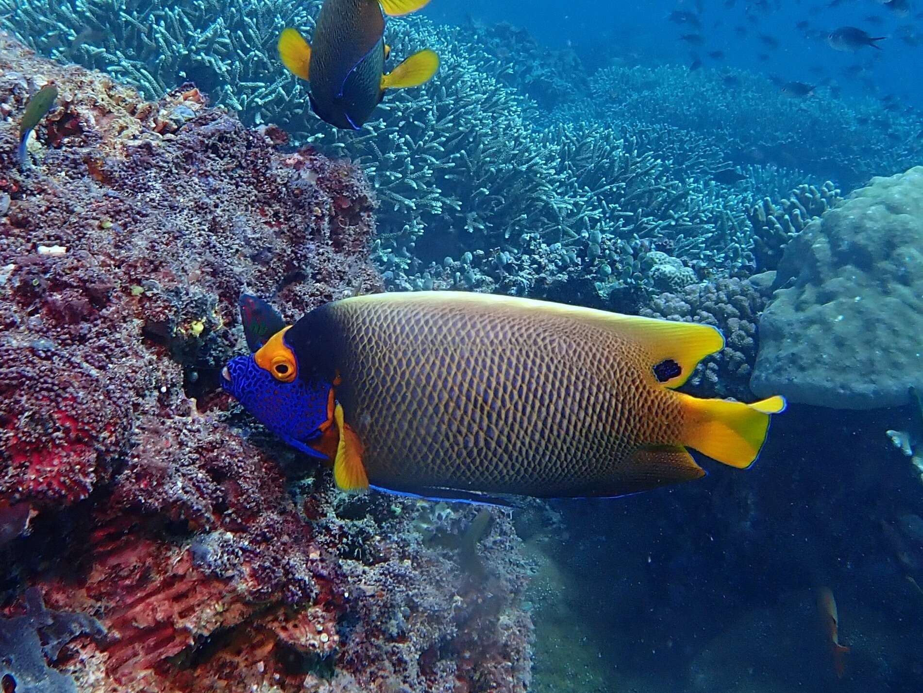 Image of Blue-face Angelfish