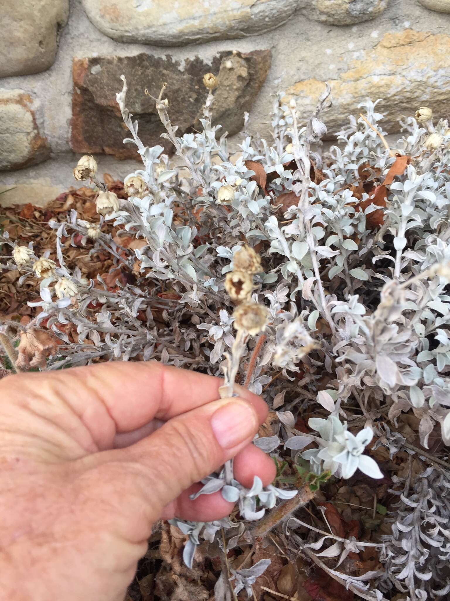 Image de Helichrysum argyrophyllum DC