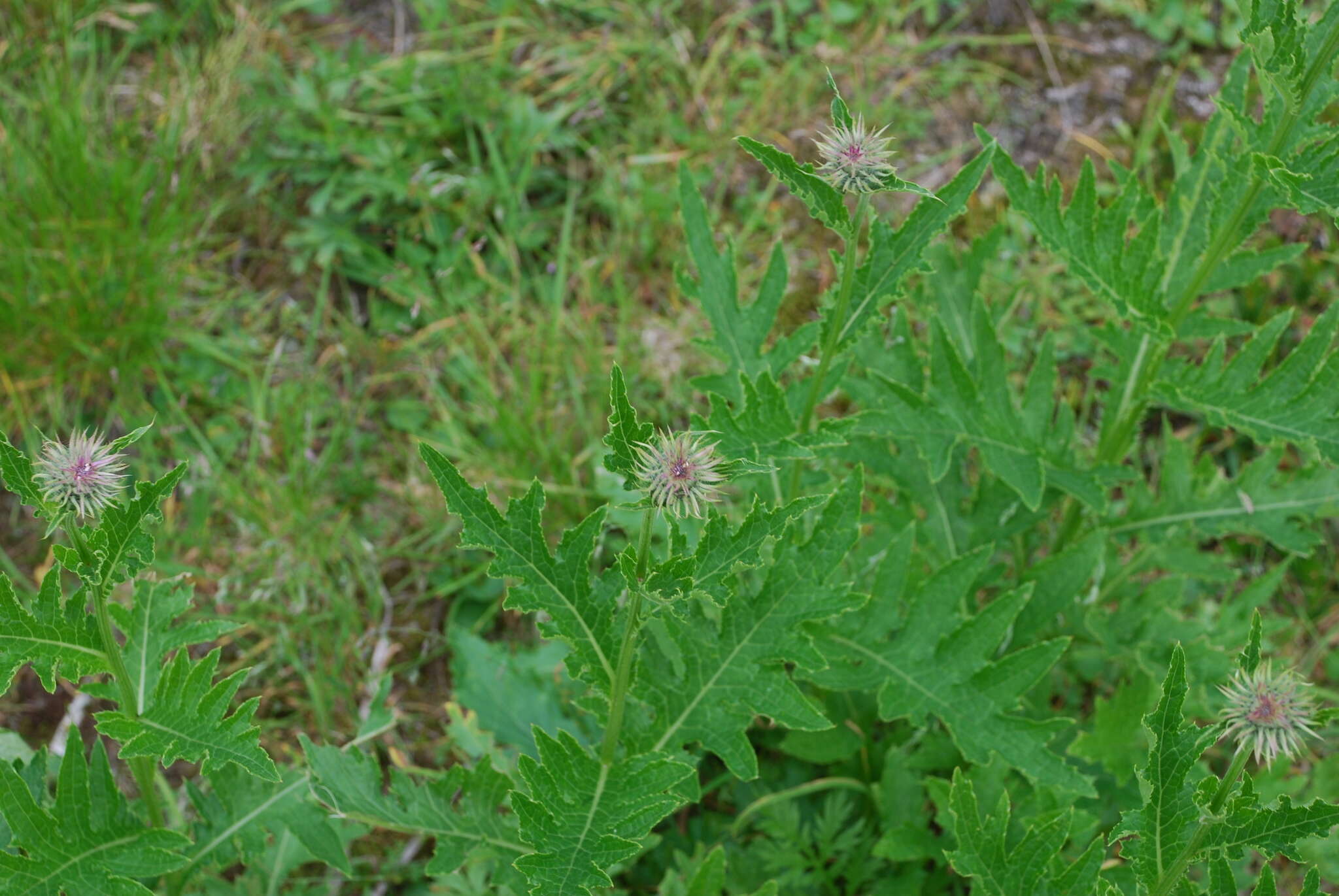 Imagem de Cirsium kamtschaticum Ledeb. ex DC.