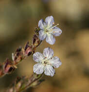 Image de Phacelia pringlei A. Gray