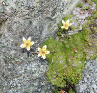 Слика од Saxifraga bryoides L.