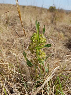 Image of Xysmalobium brownianum S. Moore