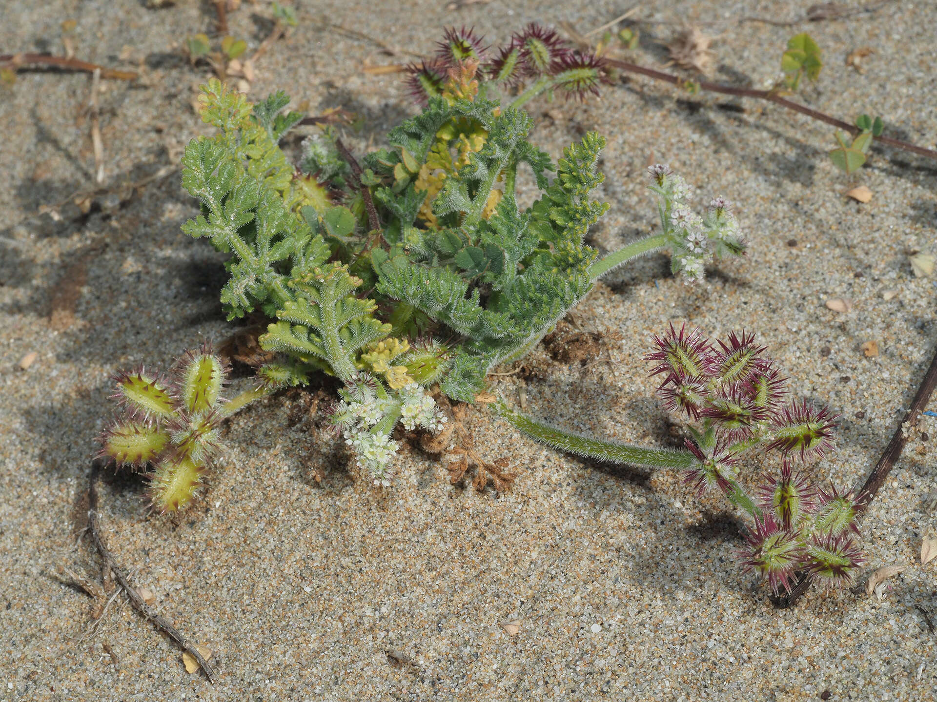 Daucus pumilus (L.) Hoffm. & Link resmi