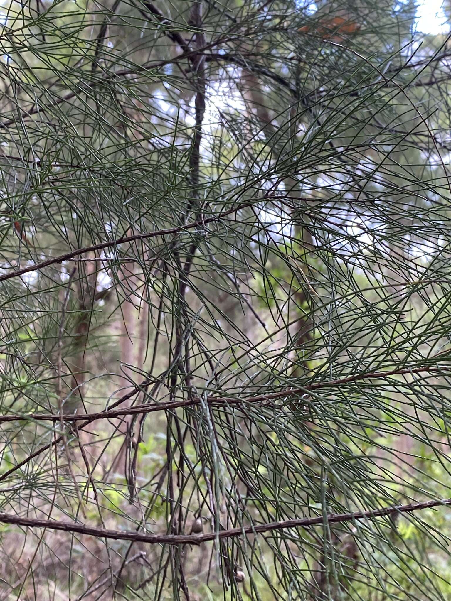 Image of Allocasuarina decussata (Benth.) L. A. S. Johnson