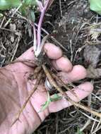 Image of Small's blacksnakeroot