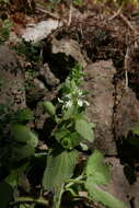 Слика од Stachys ocymastrum (L.) Briq.