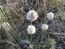 Sivun Lomandra leucocephala (R. Br.) Ewart kuva