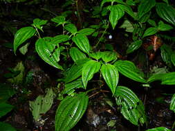 Image of Miconia septuplinervia