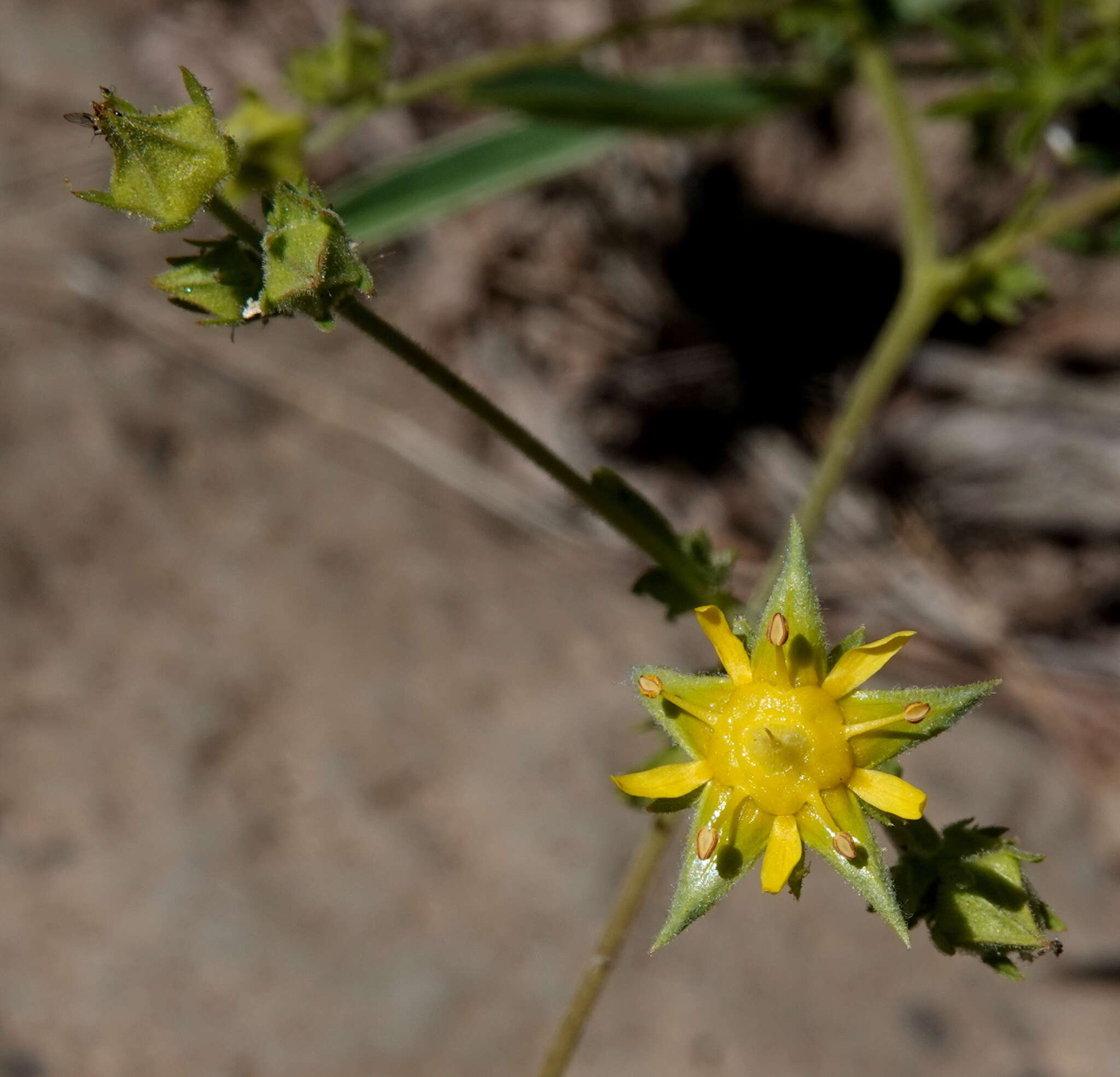 Image of Intermountain mousetail