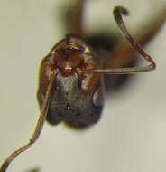 Image of Narrow headed ant