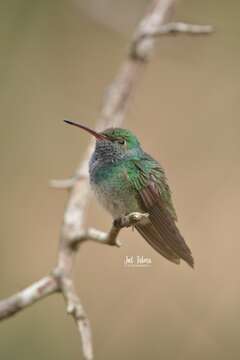 Image of Honduran Emerald