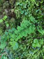 Adiantum excisum Kunze的圖片