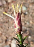 Image of Pteronia staehelinoides DC.