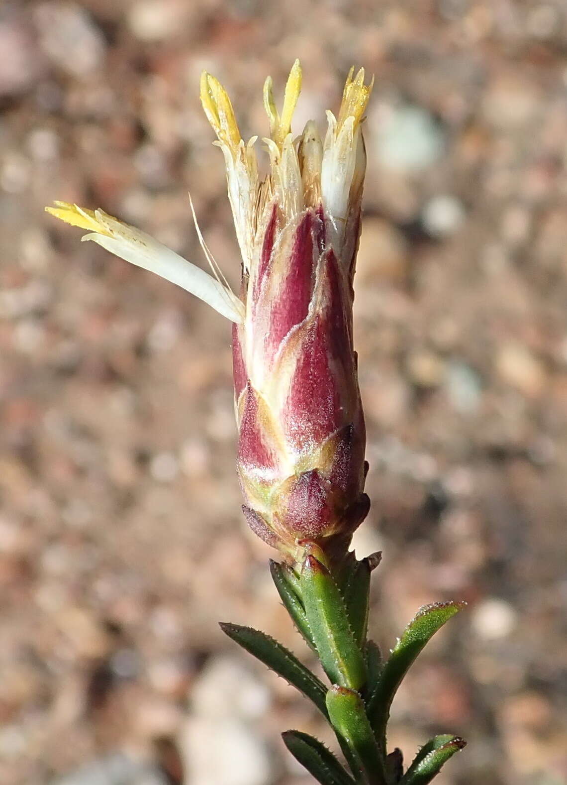 Image of Pteronia staehelinoides DC.