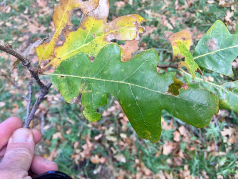 Image of Gambel Oak