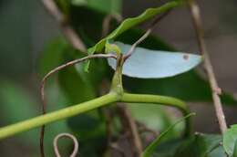 Image de Smilax corbularia Kunth