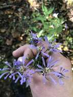 Image of thinleaf late purple aster