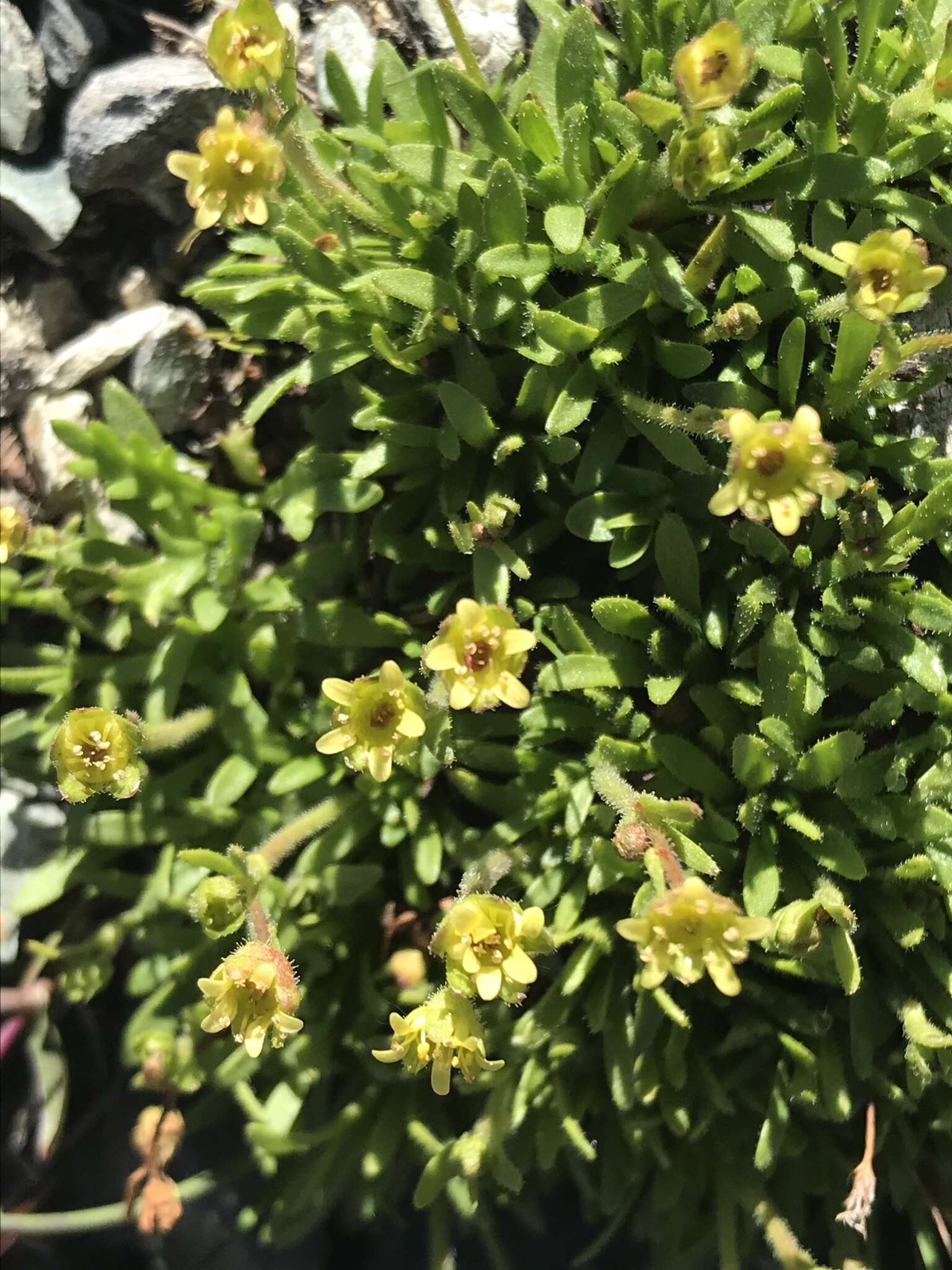 Image of Saxifraga seguieri Sprengel