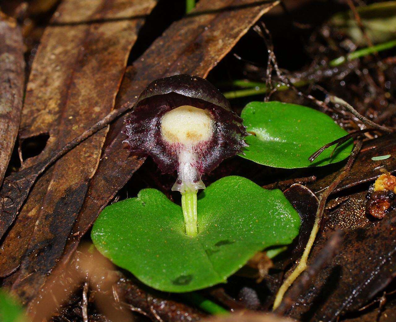 Image of Stately helmet orchid