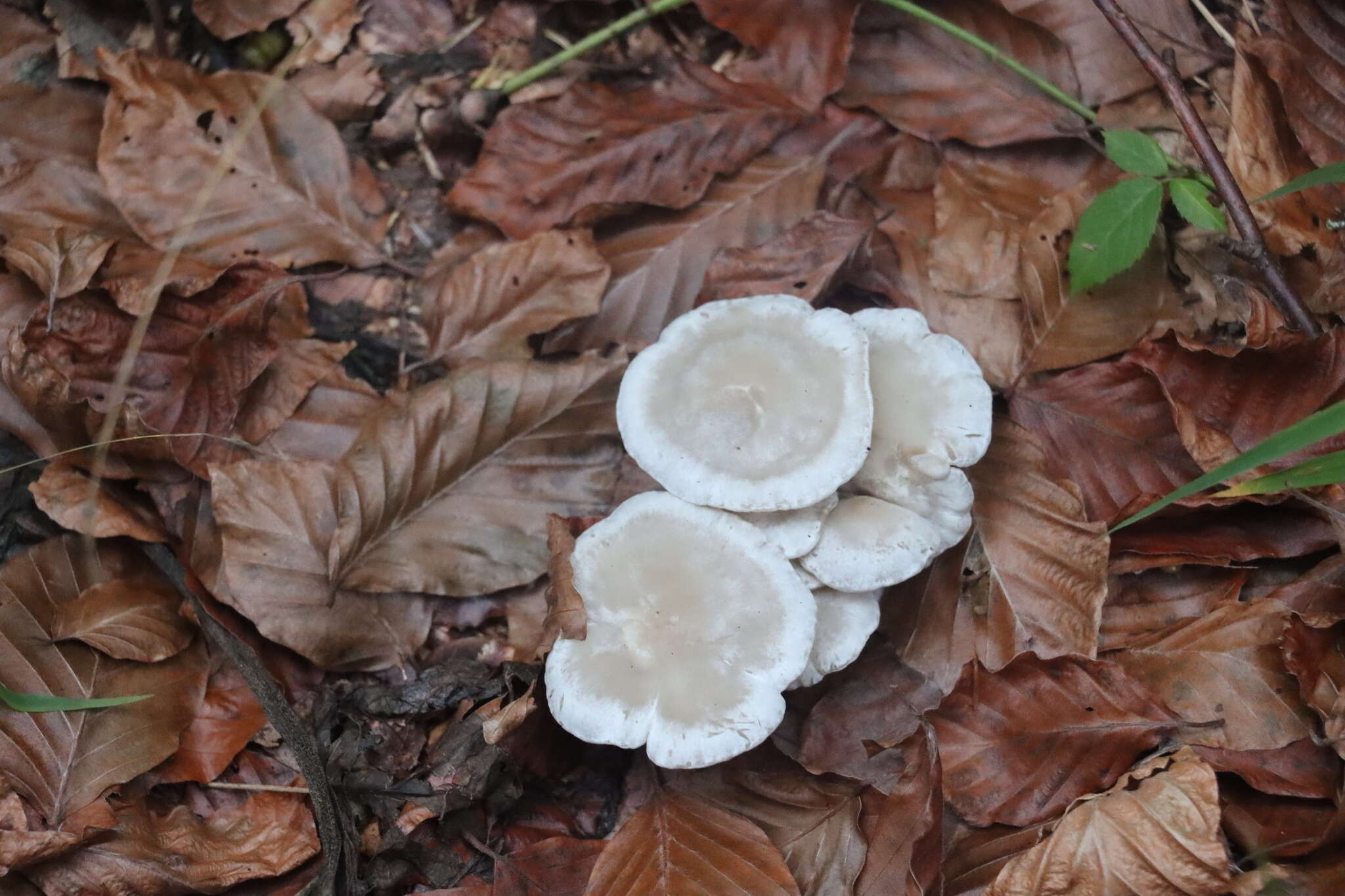 Image of Clitocybe phyllophila (Pers.) P. Kumm.