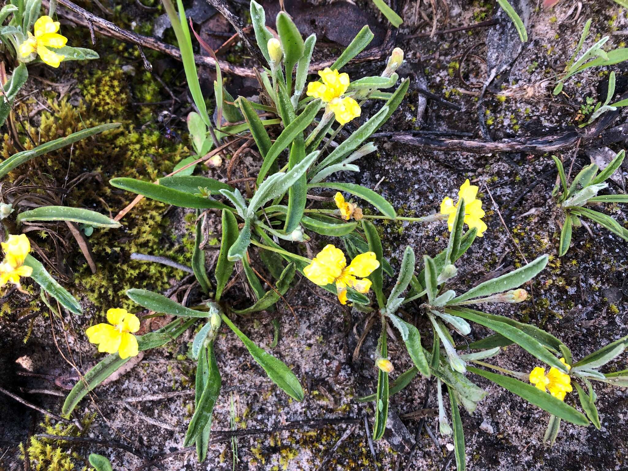 Image of Goodenia willisiana R. Carolin