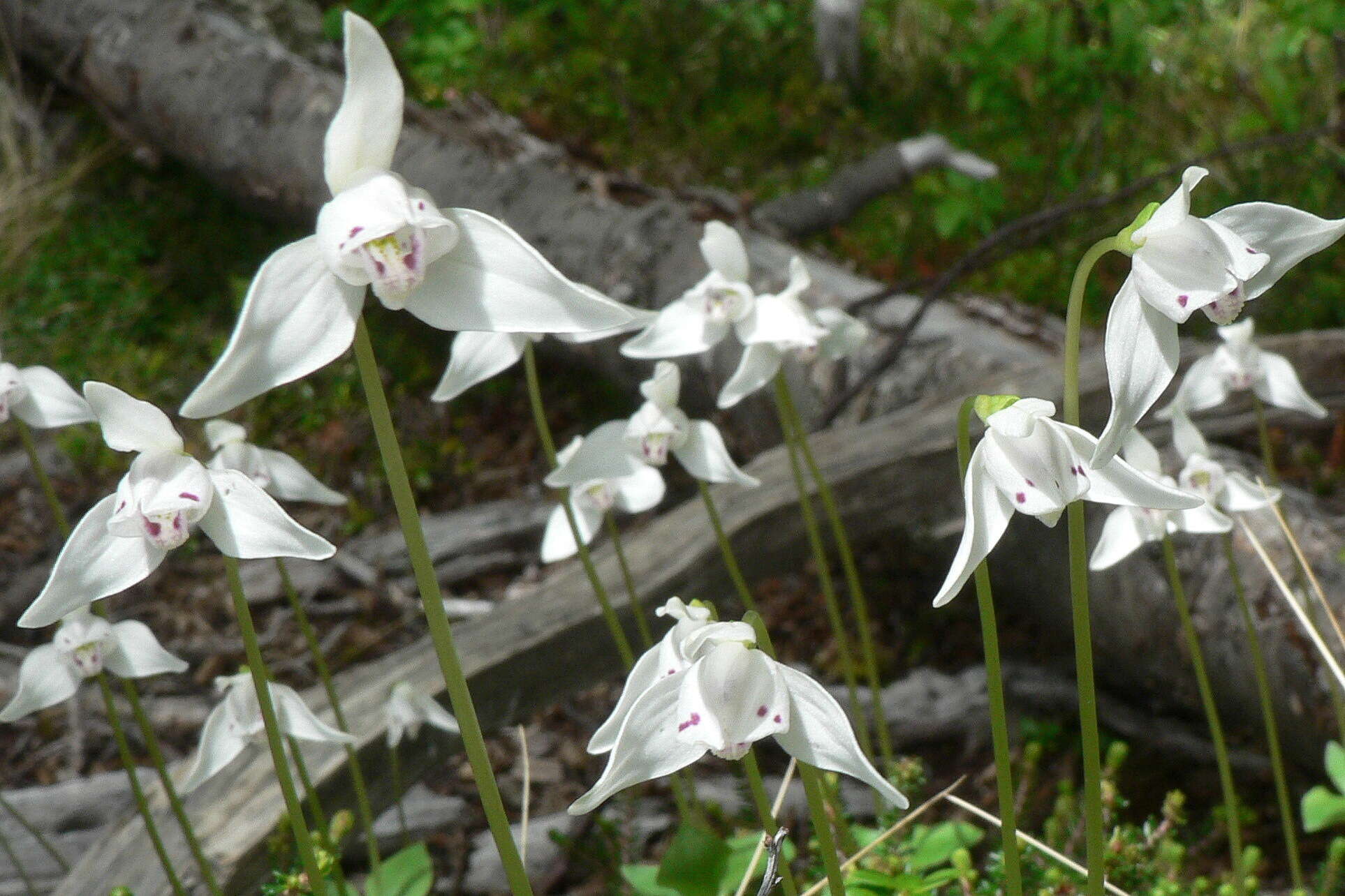 Image of Codonorchis