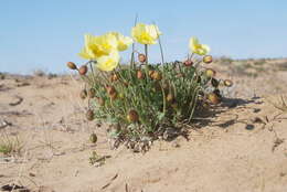 Слика од Papaver pulvinatum subsp. lenaense A. I. Tolmachev