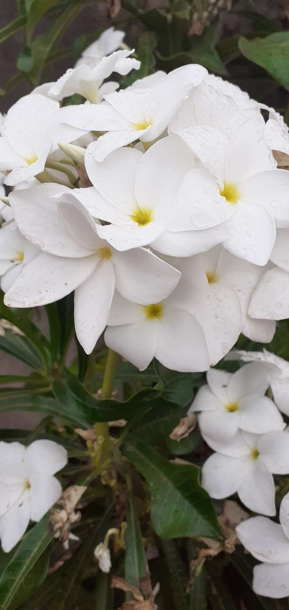 Image of bridal boquet