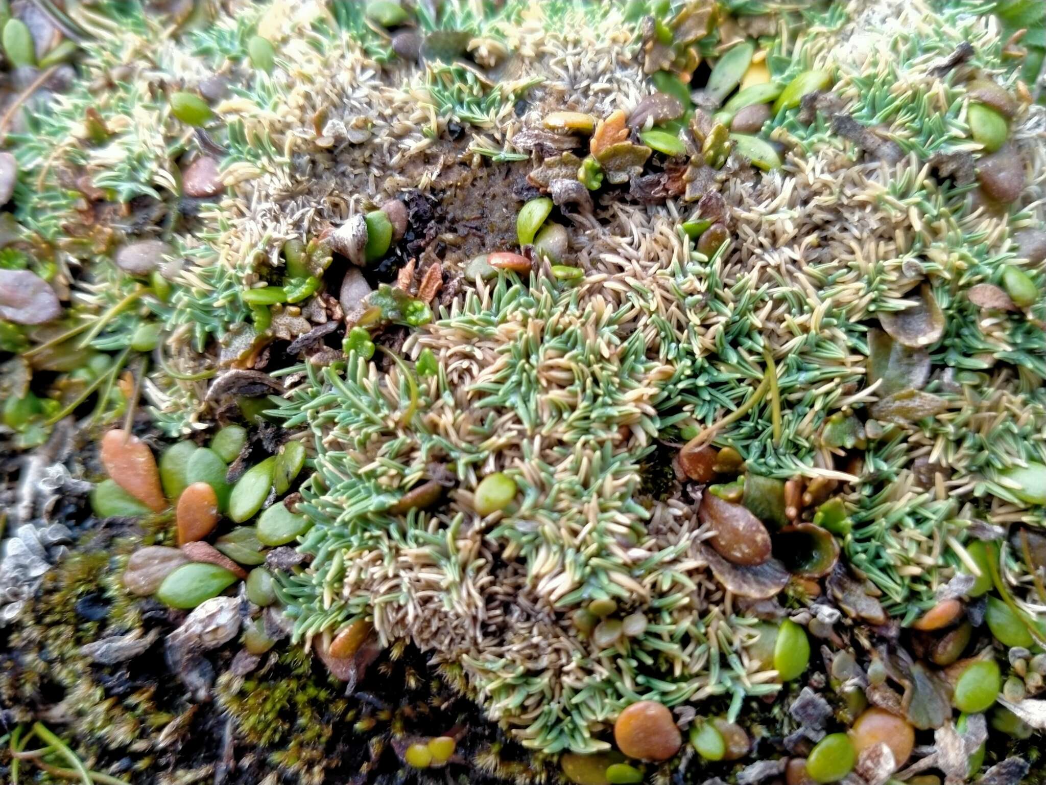 Image de Agrostis muscosa Kirk