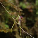Image of Muscarella zephyrina (Rchb. fil.) Luer