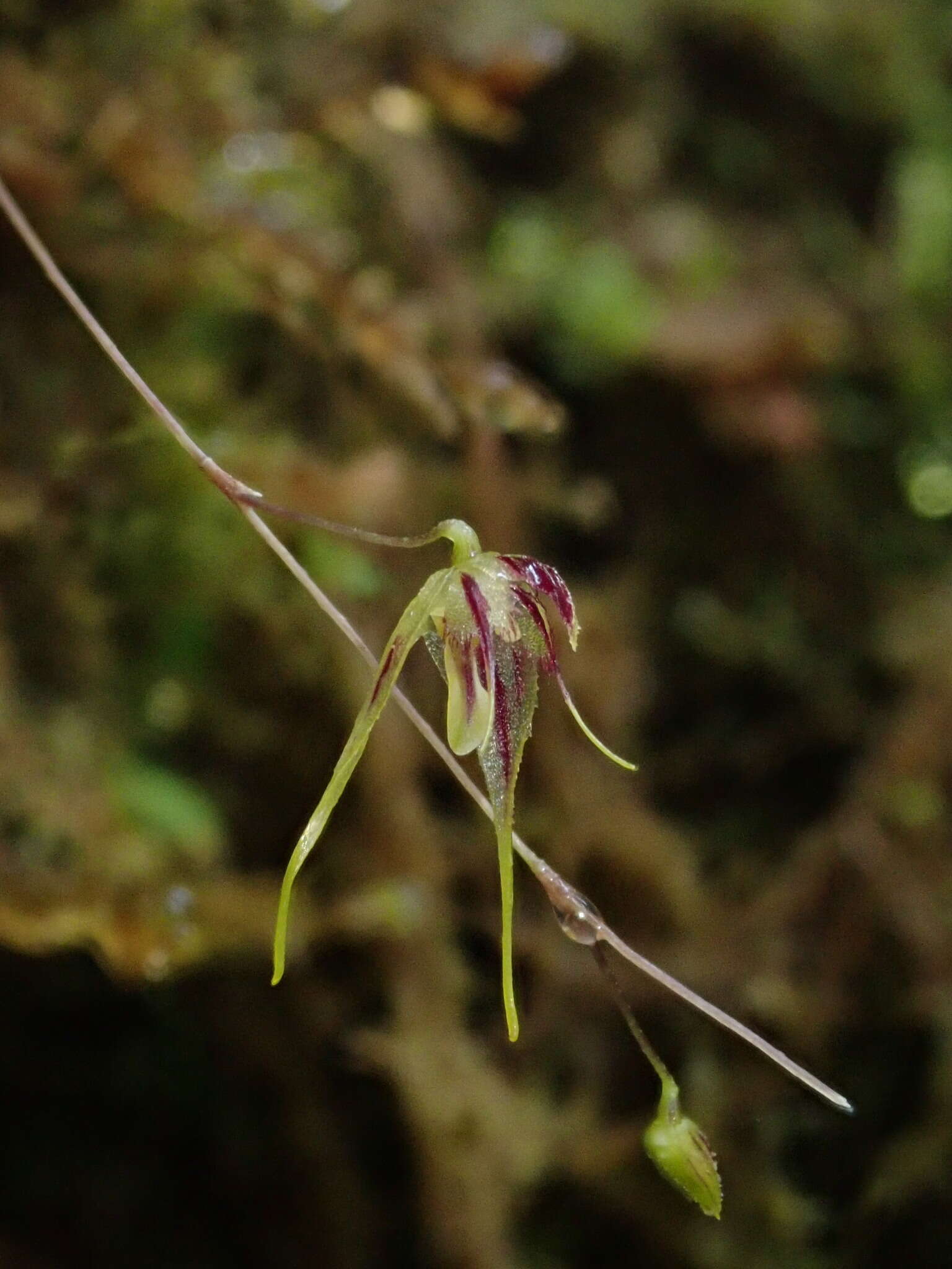 Image of Muscarella zephyrina (Rchb. fil.) Luer