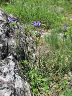 Imagem de Campanula lingulata Waldst. & Kit.