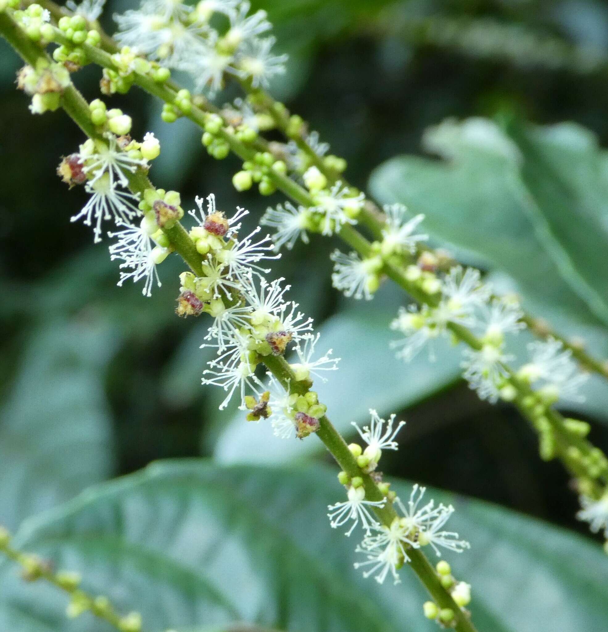 Mareya micrantha (Benth.) Müll. Arg.的圖片