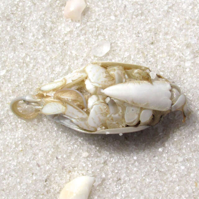 Image of Atlantic Mole Crab