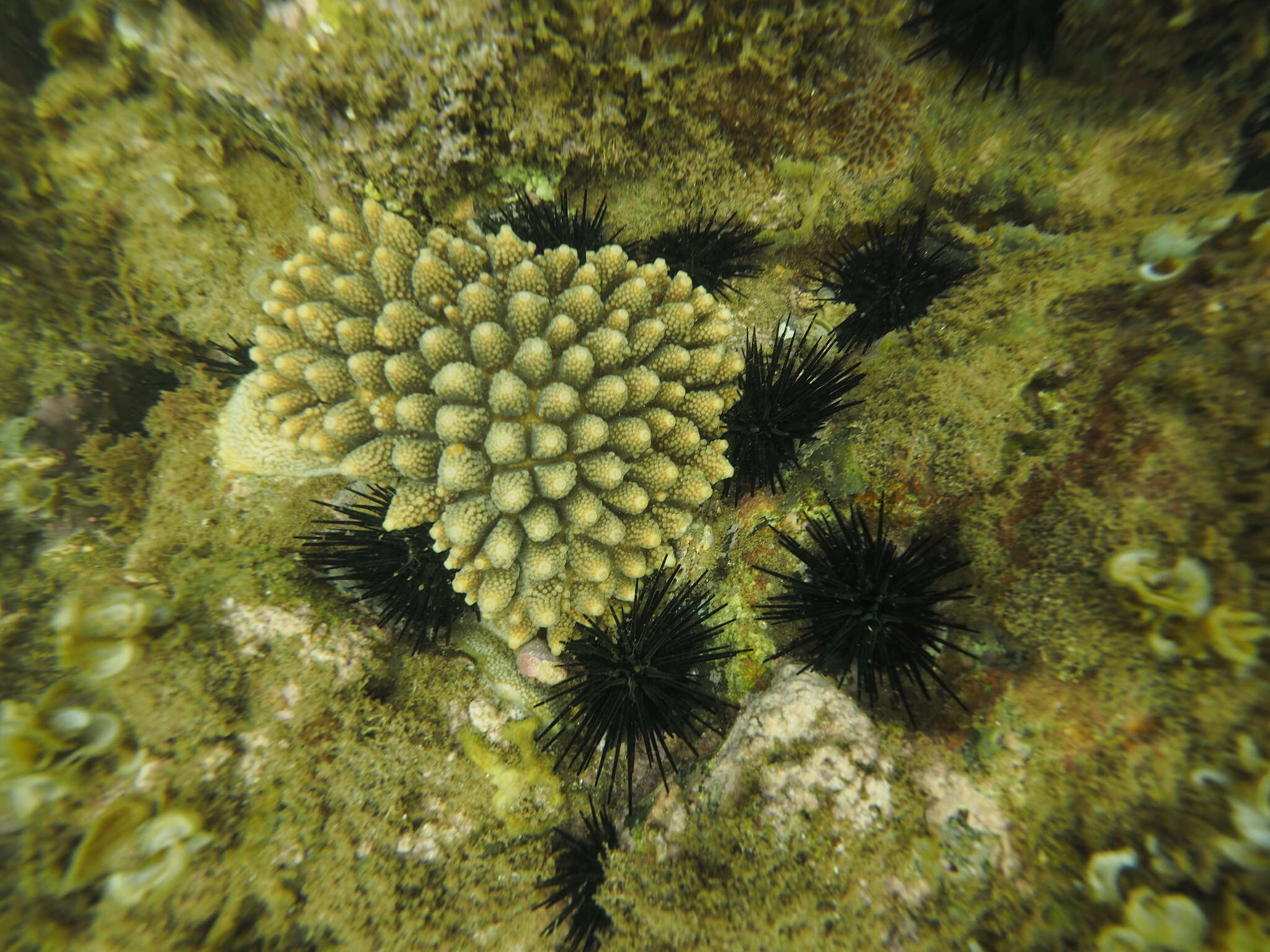 Image of Acropora gemmifera (Brook 1892)