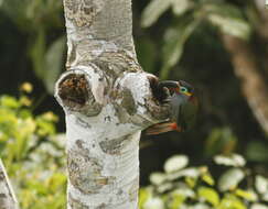 Image of Guianan Toucanet