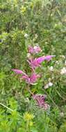 Image of Agastache mexicana (Kunth) Lint & Epling