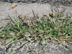 Image of hairy crabgrass