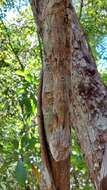 Image of Henkel’s flat-tailed gecko