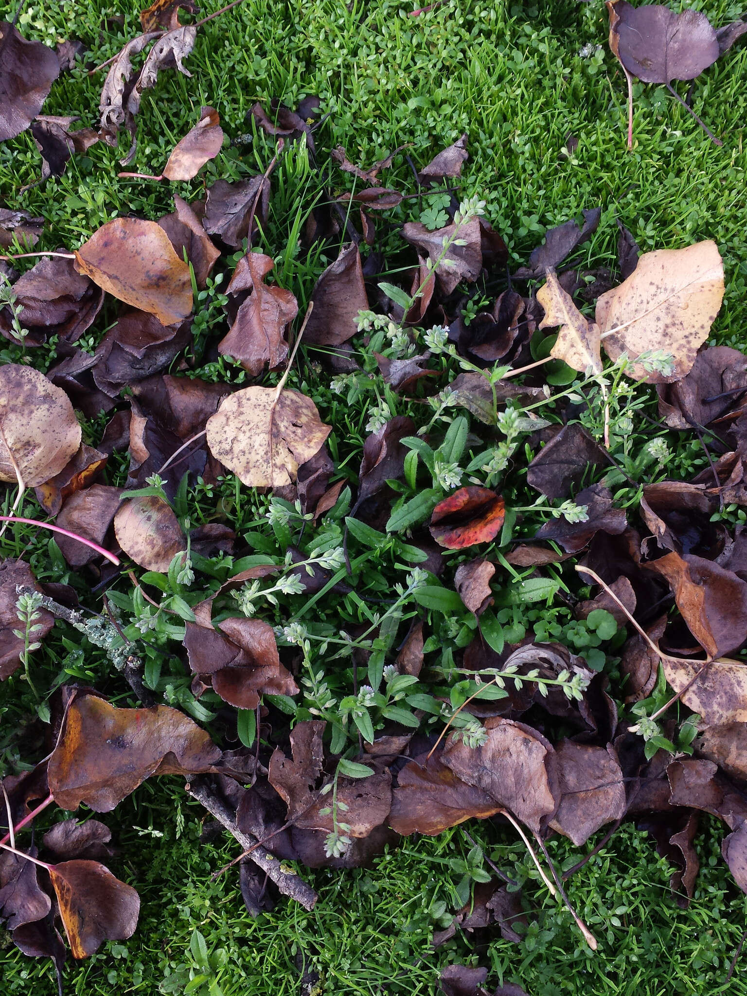 Imagem de Myosotis discolor subsp. discolor